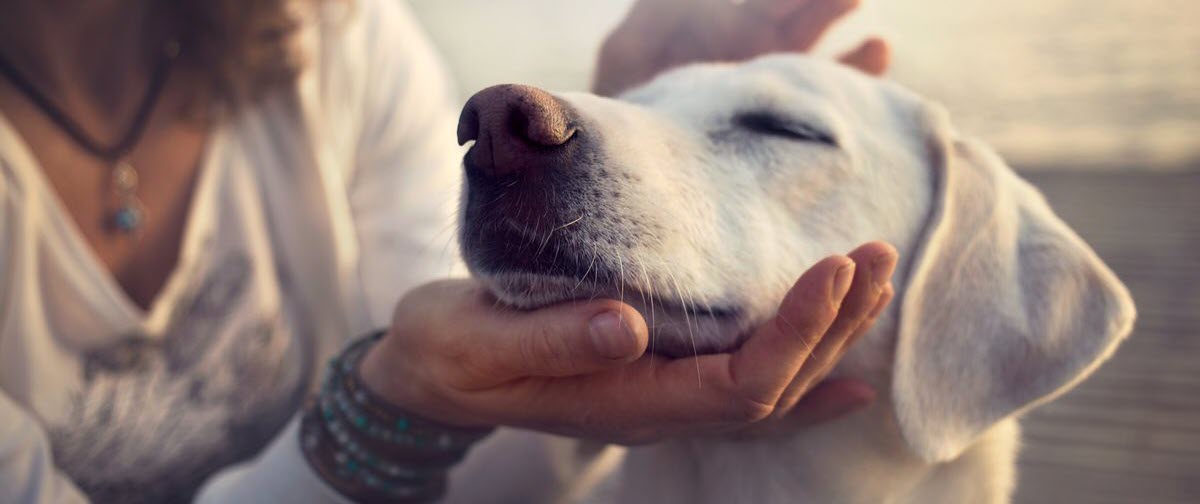 Hemp Seed Oil for Pets: Nutritional or Medicinal?