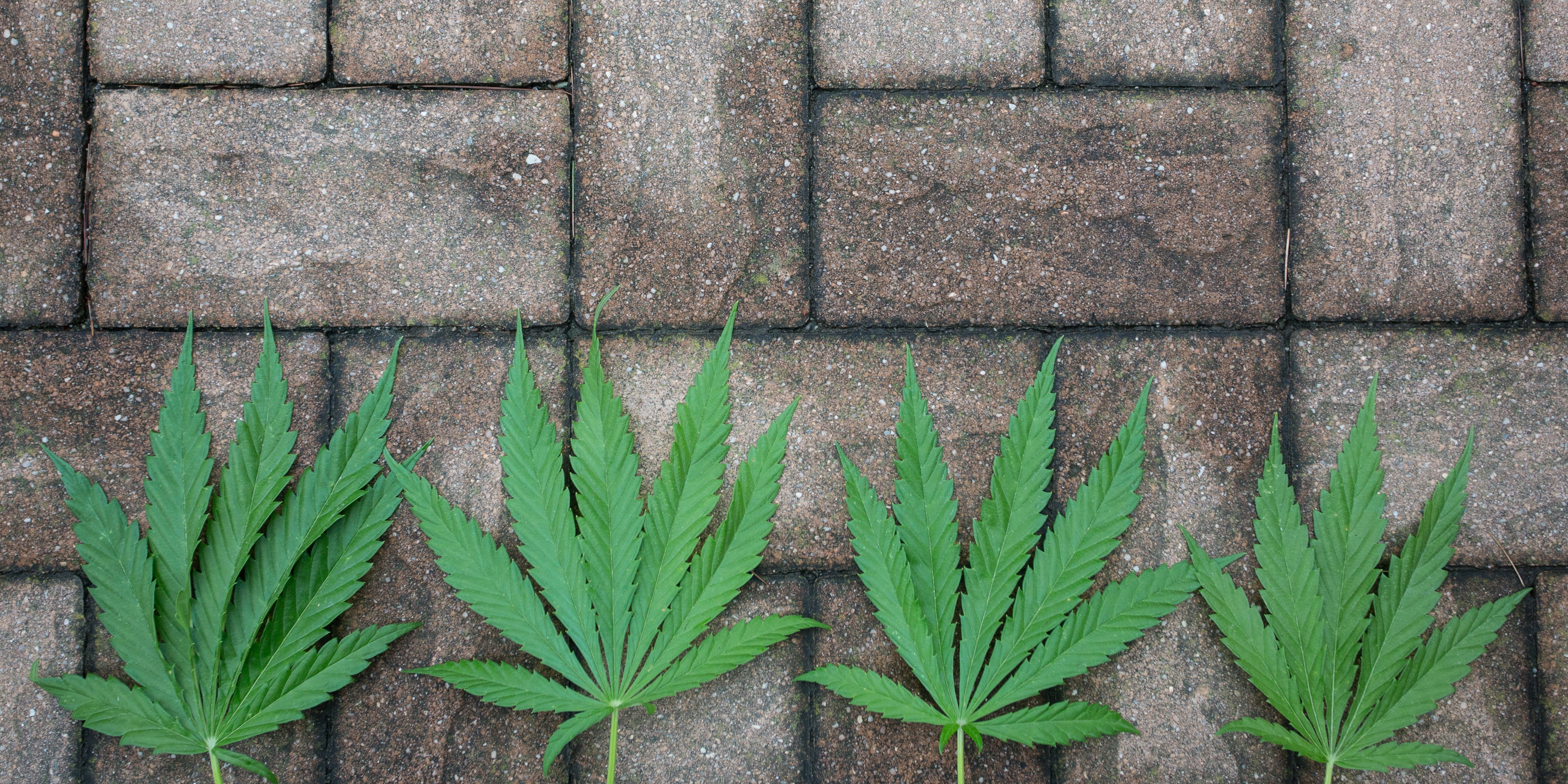 Hempcrete 101: An Introduction to the Eco-Friendly Building Material