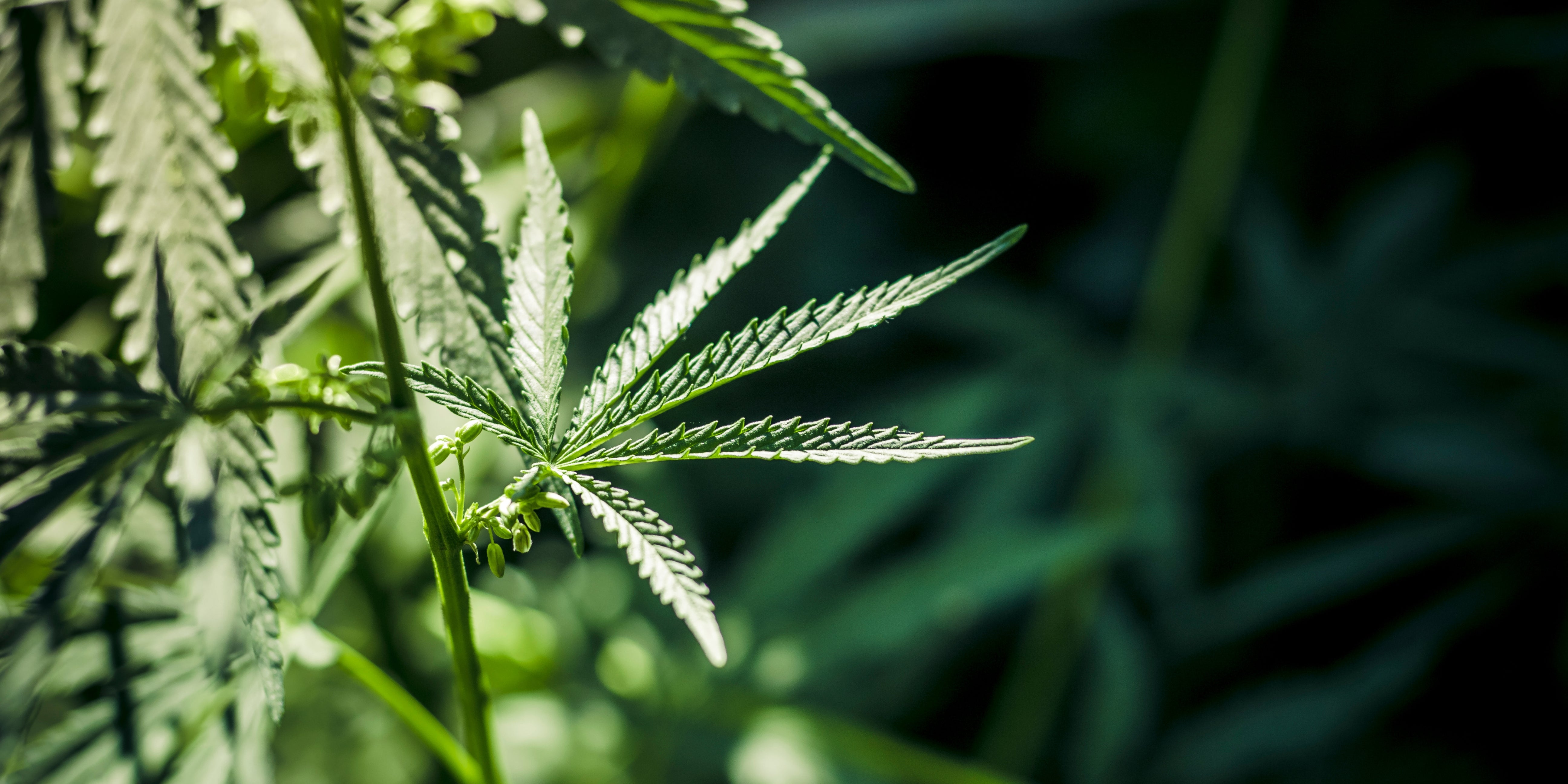 Nourish Your Roots: Unleashing the Growth Potential of Hemp Oil for Stronger, Fuller Hair