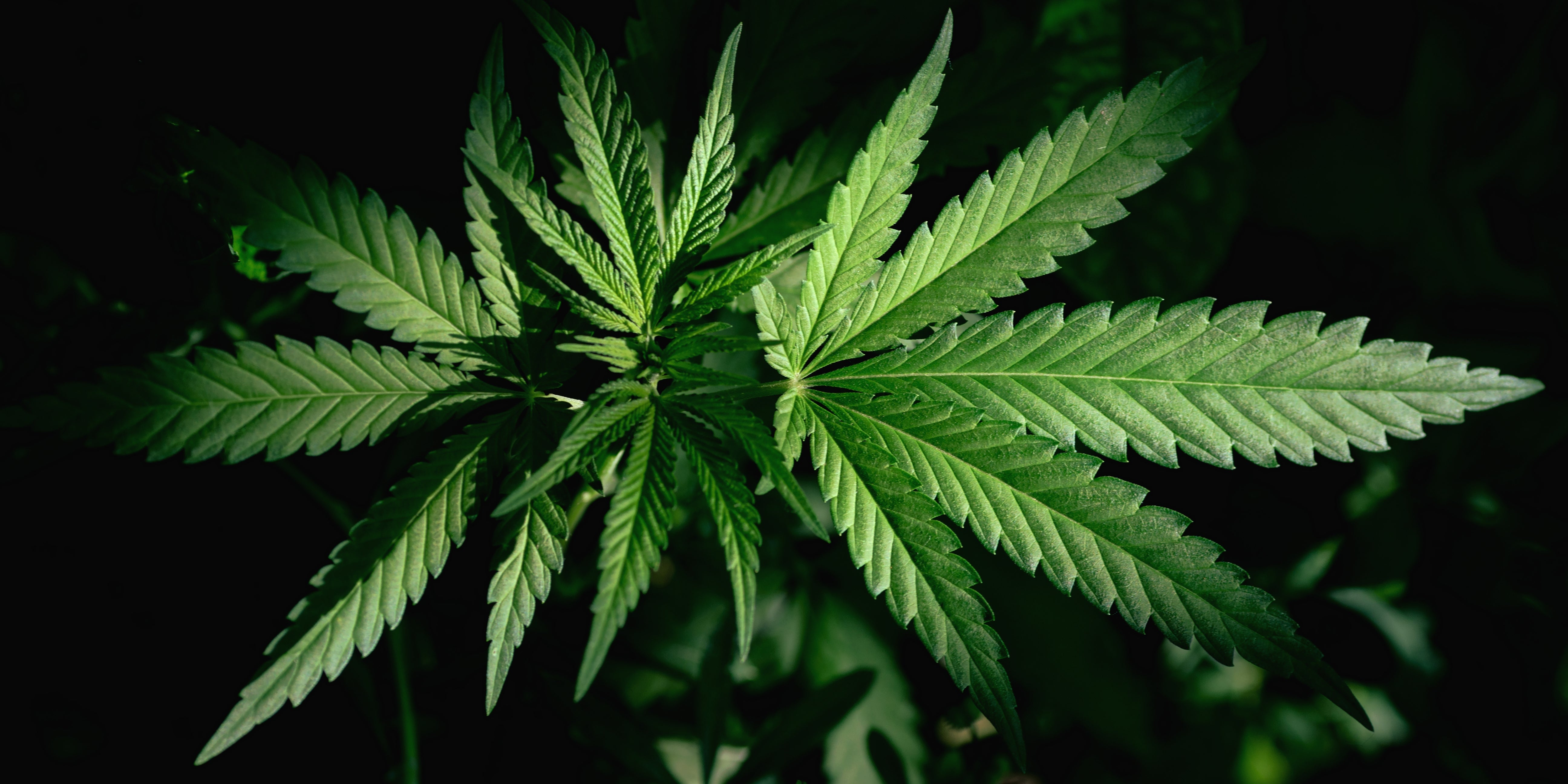 Safeguarding Health: Exploring Hempcrete's Non-Toxic Benefits for Construction and Living Spaces