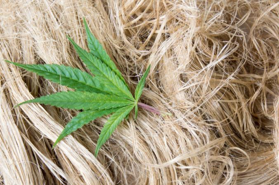 5 Reasons that make Hemp an Incredible Sustainable Resource