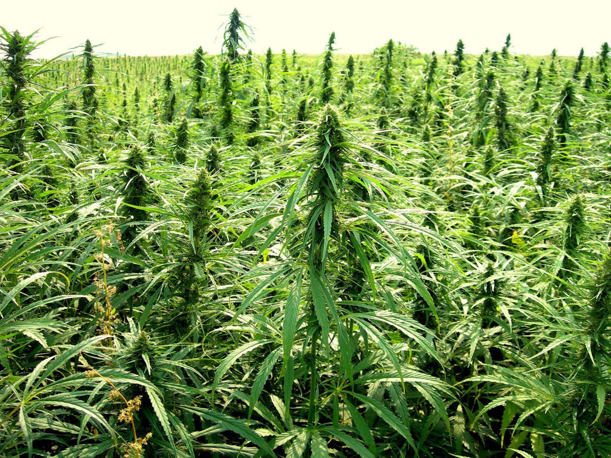 Global Booming Hemp Markets Sparking NZ Demand