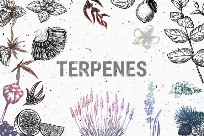 What are Terpenes and what do they do?