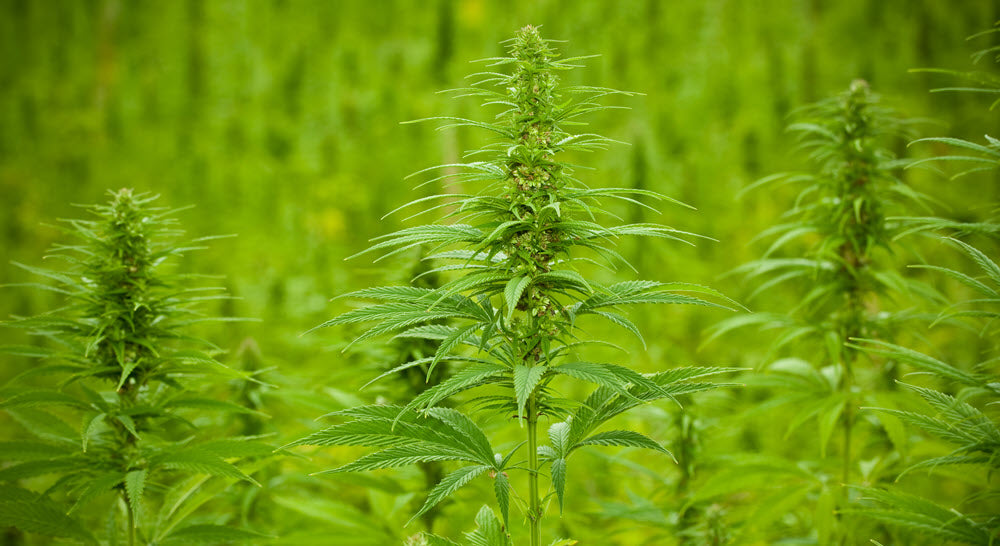 The wide range of uses for the hemp plant